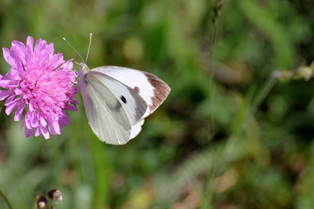 Pieris brassicae? S